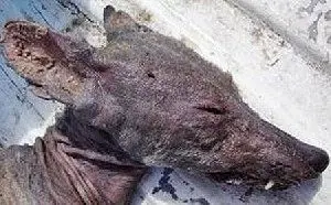 سگ زشت و ترسناکی که یک خون آشام است!+عکس