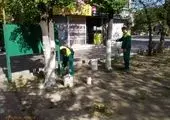 هرس 20هزار درخت درمعابر و بوستان های مرکز شهر تهران آغاز شد