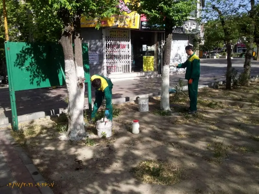 بیش از  1500 اصله درخت در منطقه 4 در مقابل آفات و بیماریها محافظت شدند 

