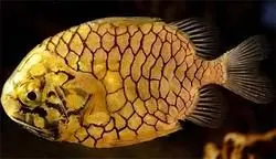 خواص درمانى شگفتانگیز پولک ماهی که تاکنون نمیدانستید!