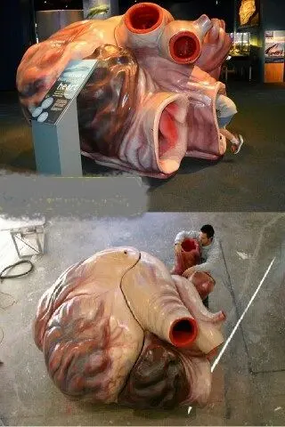 در قلب این حیوان می توانید شنا کنید!+عکس