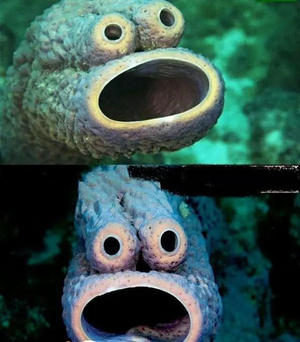 ماهی که به دلیل شکل صورتش معروف شد+عکس