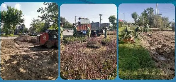 کاهش چشمگیر چمنکاری در فضای سبز منطقه15