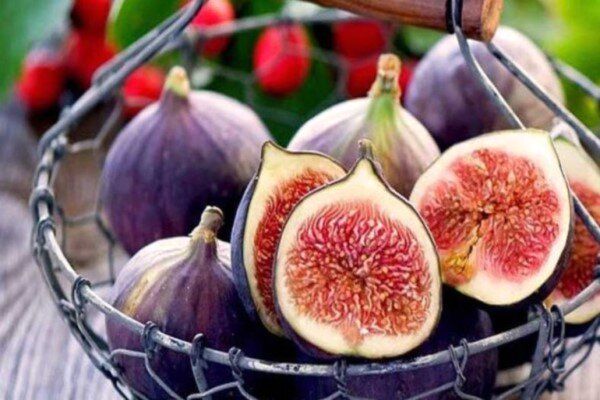 قیمت داخلی گرانتر از صادرات به چین است