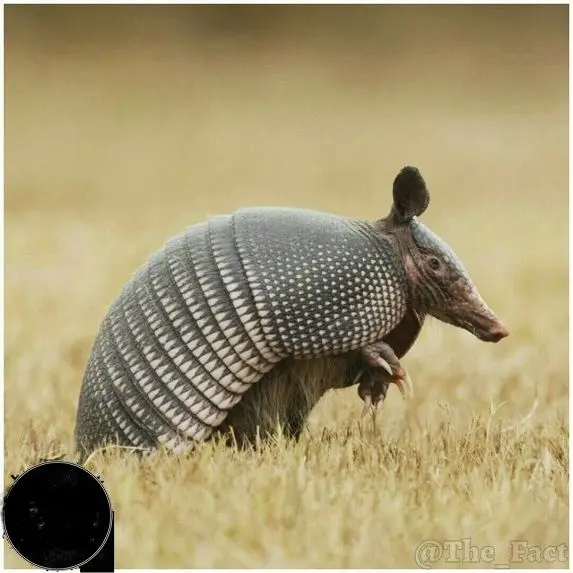 جانوری با پوست ضدگلوله+عکس