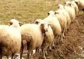 بودجه 99 منطقه 9 بیش از 100 درصد محقق شد

