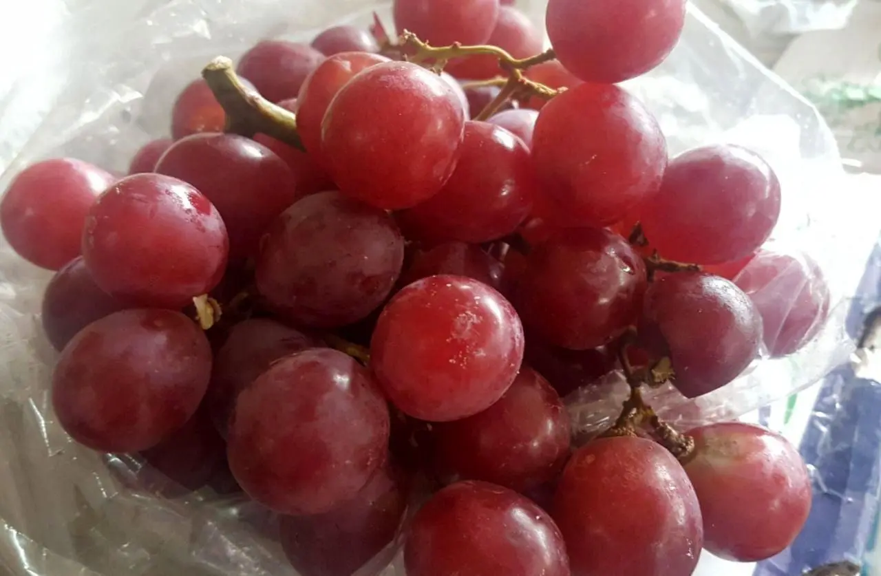 انگوری که مزه پشمک می‌دهد+عکس 
