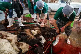 نظارت تیمهای دامپزشکی بر کشتار دام در عید قربان