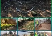 بازپیرایی ۷۶ هزار مترمربعی فضای سبز شهری در منطقه ۲۱

