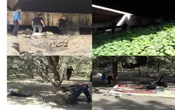  ادامه روند پاکسازی نقاط آسیب پذیر شمال شرق تهران از معتادین متجاهر
