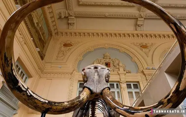 فروش کلاه کمیابی که از موی ماموت سیبری ساخته شده + عکس