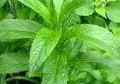 برگزاری پویش ملی مبارزه با سرطان  در منطقه 15


