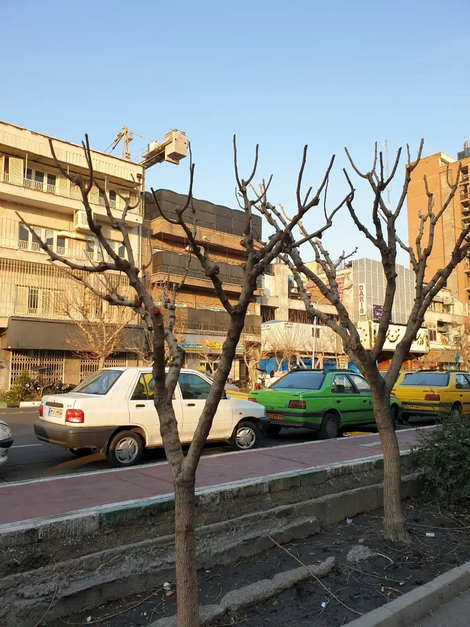 پیام شهروندان درباره موش ۱۲ درصد کاهش پیدا کرد