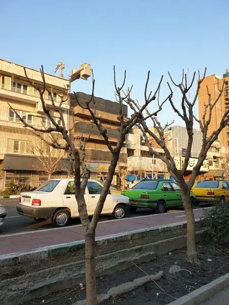 پیام شهروندان درباره موش ۱۲ درصد کاهش پیدا کرد