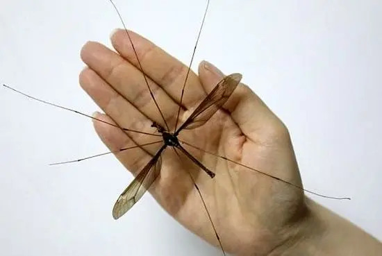 بزرگترین پشه دنیا شکار شد+عکس