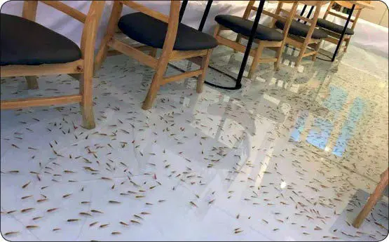 کافه ای برای دوستداران حیوانات +عکس