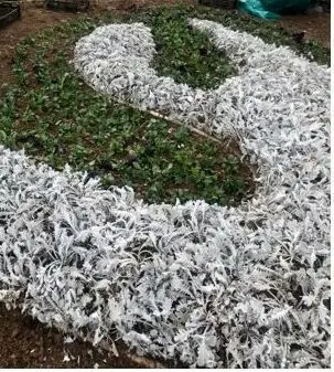 حاشیه بزرگراه شهید مدرس گلگاری شد