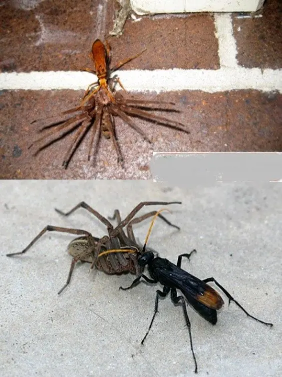 وحشی ترین زنبورجهان+عکس