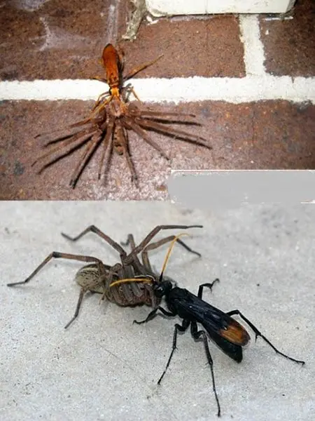 وحشی ترین زنبورجهان+عکس