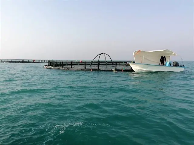 تخصیص 150 میلیارد ریال منابع بانک کشاورزی برای راه اندازی طرح پرورش ماهی در قفس در بوشهر
