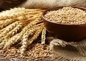 پرداخت بیش از 22 هزار میلیارد ریال وجوه خرید تضمینی گندم با عاملیت بانک کشاورزی