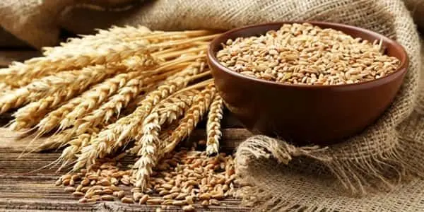 خرید تضمینی گندم با عاملیت بانک کشاورزی تا پایان شهریور
