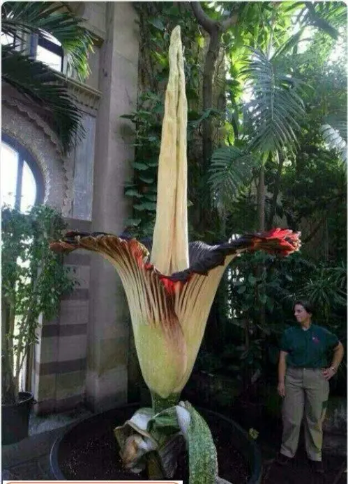 بزرگترین گل دنیا با 2متر ارتفاع و 40 کیلوگرم وزن+عکس