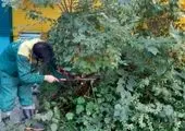 بازپیرایی فضای سبز منطقه 19 با کاشت 400 اصله درخت و درختچه در طرح خدمت
