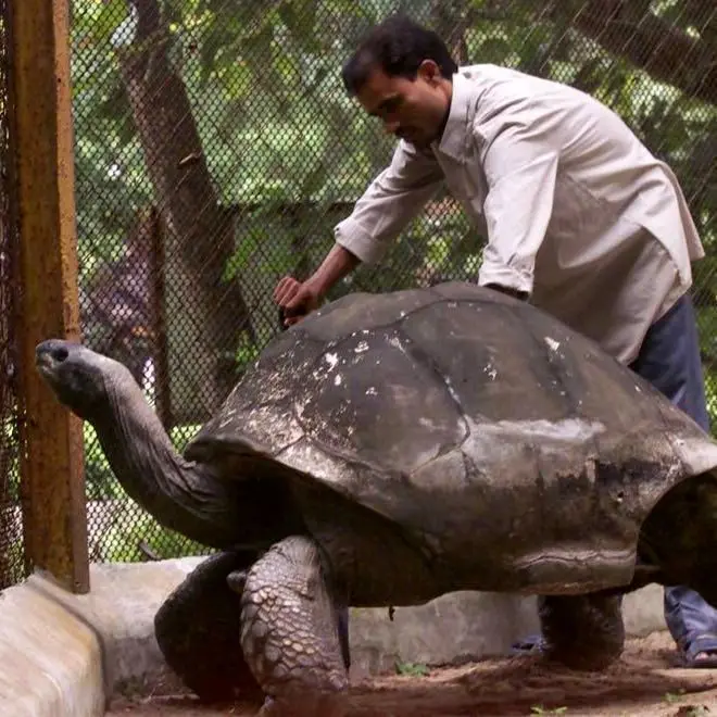 پیرترین لاک پشت جهان+عکس