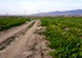 برنامه نوبت بندی آب کشاورزی در گیلان بصورت منظم در حال اجرا است

