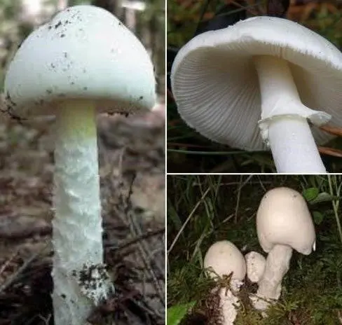 قارچ قاتل را دیده اید؟ + عکس