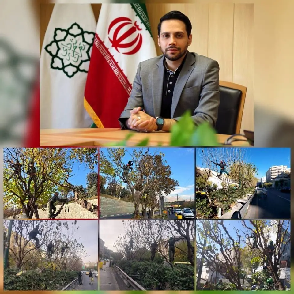 آغاز هرس ۶۰ هزار اصله درخت در معابر و بوستان های مرکز شهر تهران