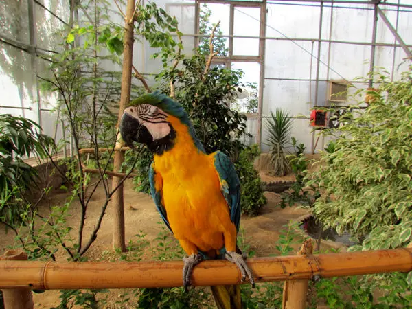 بهره برداری از مجهزترین کلینیک دامپزشکی در باغ پرندگان تهران