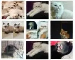 کلاهبرداری با ترفند حمایت از حیوانات خانگی + عکس