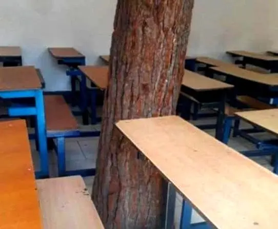 درختی که با دانشآموزان درس میخواند +تصاویر