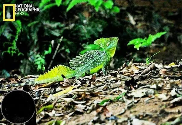 مارمولکی که از نوادگان دایناسورهاست+عکس