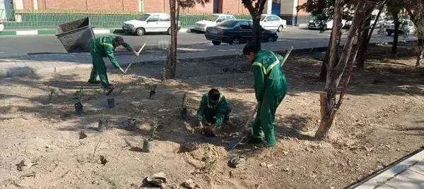 بازپیرایی فضای سبز منطقه 19 با کاشت 400 اصله درخت و درختچه در طرح خدمت