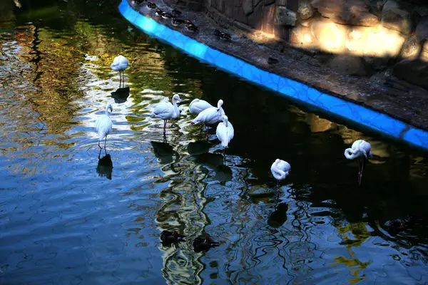 احداث زیستگاه های ویژه پرندگان در فاز دوی باغ پرندگان تهران

