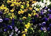 بوستان های  منطقه2 آماده میزبانی تابستان  شد
