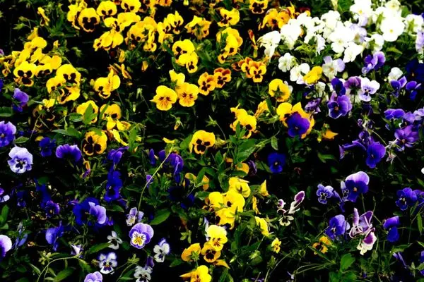 استقبال از نوروز1401 با کاشت 11 هزار متر مربع گل های بهاری در منطقه 13