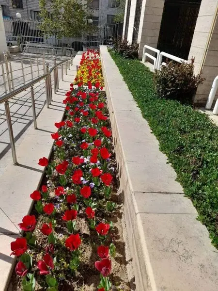 چشم نوازی 19000 لاله رنگارنگ در معابر و میادین منطقه 4