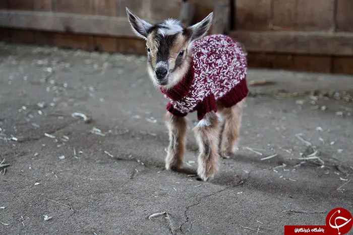 
بزغاله هایی که ژاکت به تن کردند + عکس 
