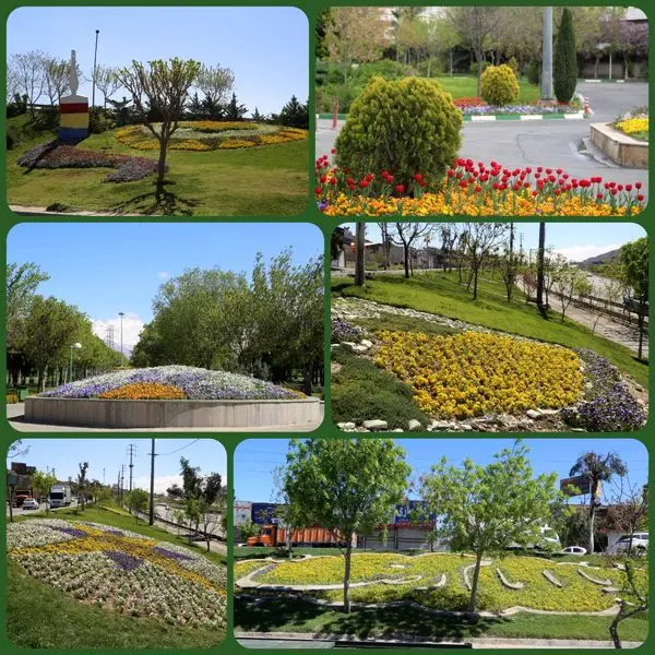 کاشت پیاز لاله در طرح بهاران خدمت منطقه 15  