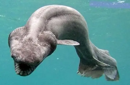 شناسایی کوسه نادر توسط پهپاد دریایی +عکس
