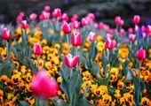 اجرای طرح واکاری فضای سبز دیواره بزرگراه یادگار امام (ره)

