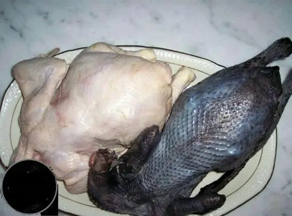مرغ سیاه؛ گران ترین گوشت جهان+عکس