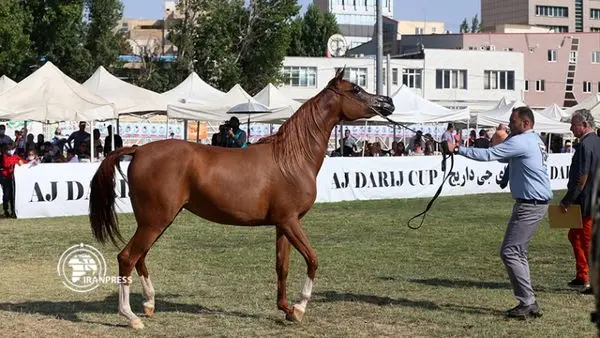 گزارش تصویری جشنواره اسب‌‌های اصیل عرب در اردبیل 

