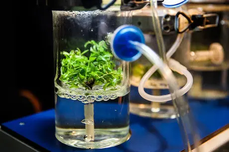 تولید نشاسته پلیمری در سال جاری