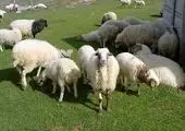 فروش ویژه دیزل ژنراتور ایرانی: کیفیتی قابل رقابت با برندهای جهانی