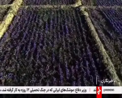 زعفران ایرانی از مسیر بورس کالا وارد دنیای بلاک چین می شود
